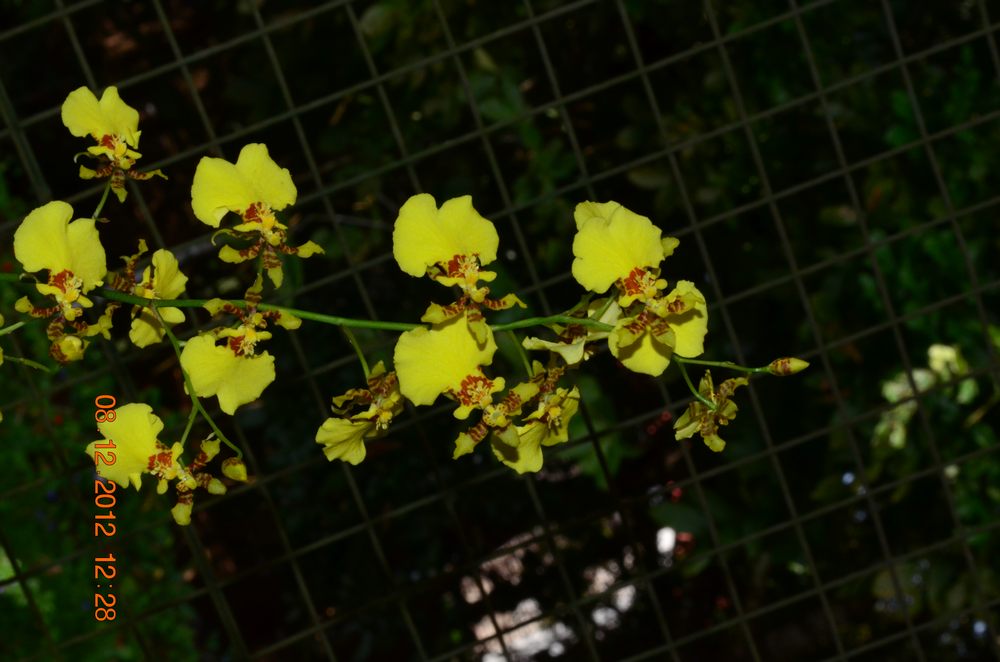 Oncidium flexuosum hybrid – eFlora of India